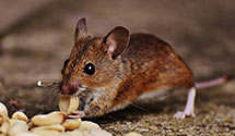 24 Hour & Emergency Exterminators in Moseley, VA